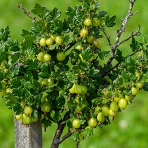 Grossularia uva-crispa, Egreš stromkový zelený ´RODNIK´ (stredne skorý) kont. C2L, výška: 80-100 cm - NA KMIENKU